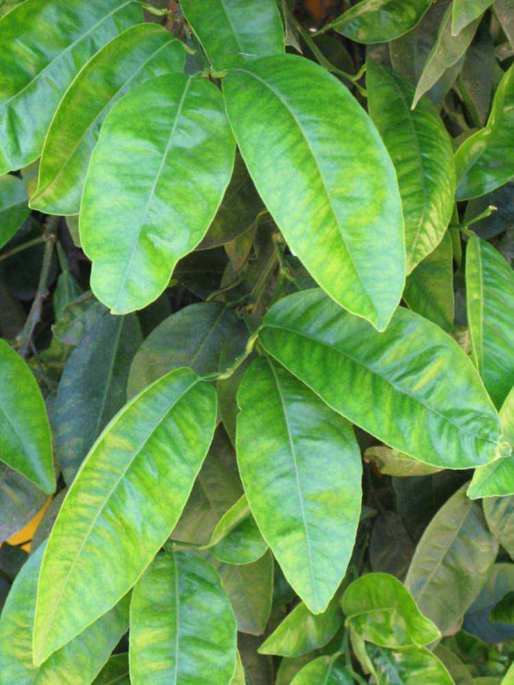              Shade leaves (Riverside, CA)       